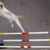 Best "Trend" Ever: Cat Agility Contests Sweep The Nation!